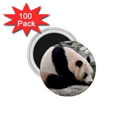 Giant Panda 1 75  Magnet (100 Pack) 