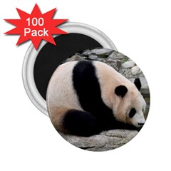 Giant Panda 2 25  Magnet (100 Pack) 