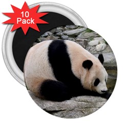 Giant Panda 3  Magnet (10 Pack)