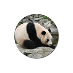 Giant Panda Magnet 3  (round)