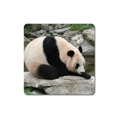 Giant Panda Magnet (square) by ironman2222