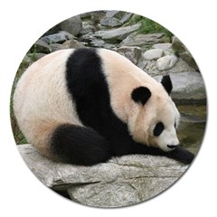 Giant Panda Magnet 5  (round)