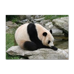 Giant Panda Sticker A4 (10 Pack)