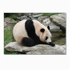 Giant Panda Postcards 5  X 7  (pkg Of 10) by ironman2222