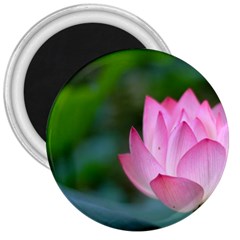 Red Pink Flower 3  Magnet