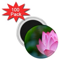 Red Pink Flower 1 75  Magnet (100 Pack) 