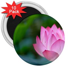 Red Pink Flower 3  Magnet (10 Pack)