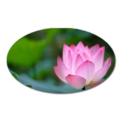 Red Pink Flower Magnet (oval) by ironman2222