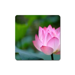 Red Pink Flower Magnet (square) by ironman2222