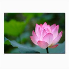 Red Pink Flower Postcard 4 x 6  (pkg Of 10)