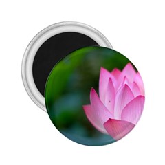 Pink Flowers 2 25  Magnet