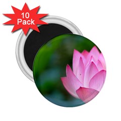 Pink Flowers 2 25  Magnet (10 Pack) by ironman2222