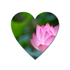 Pink Flowers Magnet (heart)