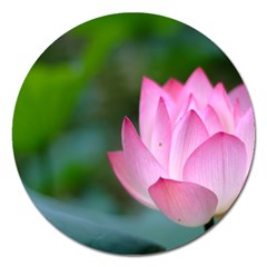 Pink Flowers Magnet 5  (round) by ironman2222