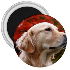 Dog-photo Cute 3  Magnet by swimsuitscccc