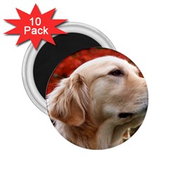 Dog-photo Cute 2 25  Magnet (10 Pack) by swimsuitscccc