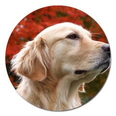 Dog-photo Cute Magnet 5  (round) by swimsuitscccc