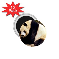 Giant Panda National Zoo 1 75  Magnet (10 Pack) 