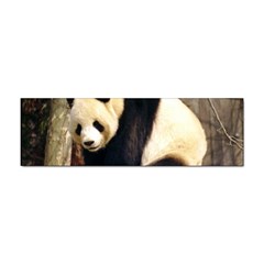 Giant Panda National Zoo Sticker (bumper)