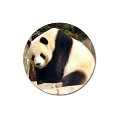 Giant Panda National Zoo Magnet 3  (round)