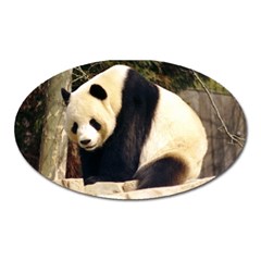 Giant Panda National Zoo Magnet (oval)