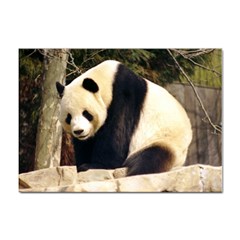 Giant Panda National Zoo Sticker A4 (10 Pack)