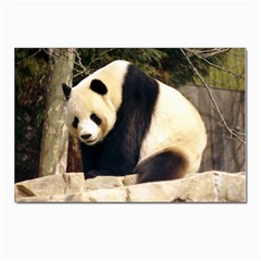 Giant Panda National Zoo Postcard 4 x 6  (pkg Of 10)