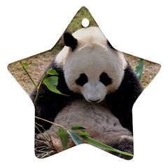 Big Panda Ornament (star)