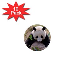 Big Panda 1  Mini Magnet (10 Pack) 