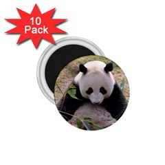 Big Panda 1 75  Magnet (10 Pack) 