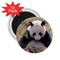 Big Panda 2 25  Magnet (10 Pack)