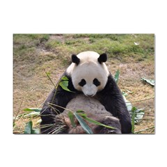 Big Panda Sticker A4 (10 Pack) by dropshipcnnet