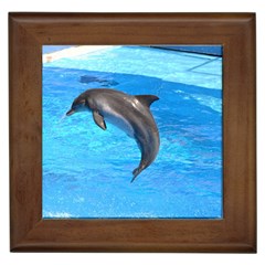 Jumping Dolphin Framed Tile