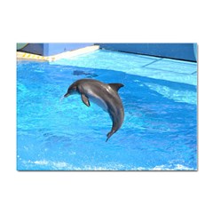 Jumping Dolphin Sticker A4 (10 Pack) by dropshipcnnet