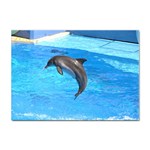 Jumping Dolphin Sticker A4 (100 pack) Front