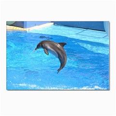 Jumping Dolphin Postcard 4 x 6  (Pkg of 10)