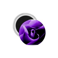 Purple Rose Small Magnet (round) by PurpleVIP