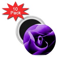 Purple Rose 10 Pack Small Magnet (round) by PurpleVIP