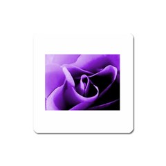 Purple Rose Large Sticker Magnet (square)